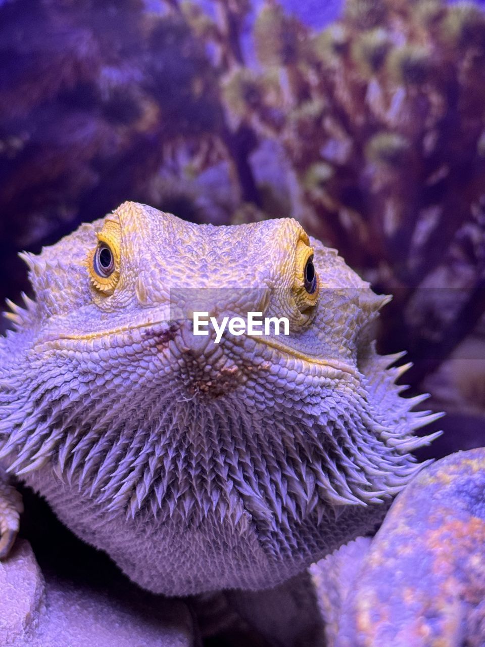 close-up of iguana on rock