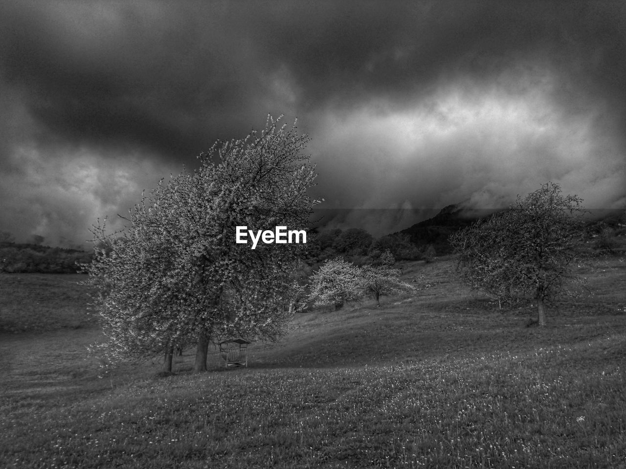 Trees on field against sky