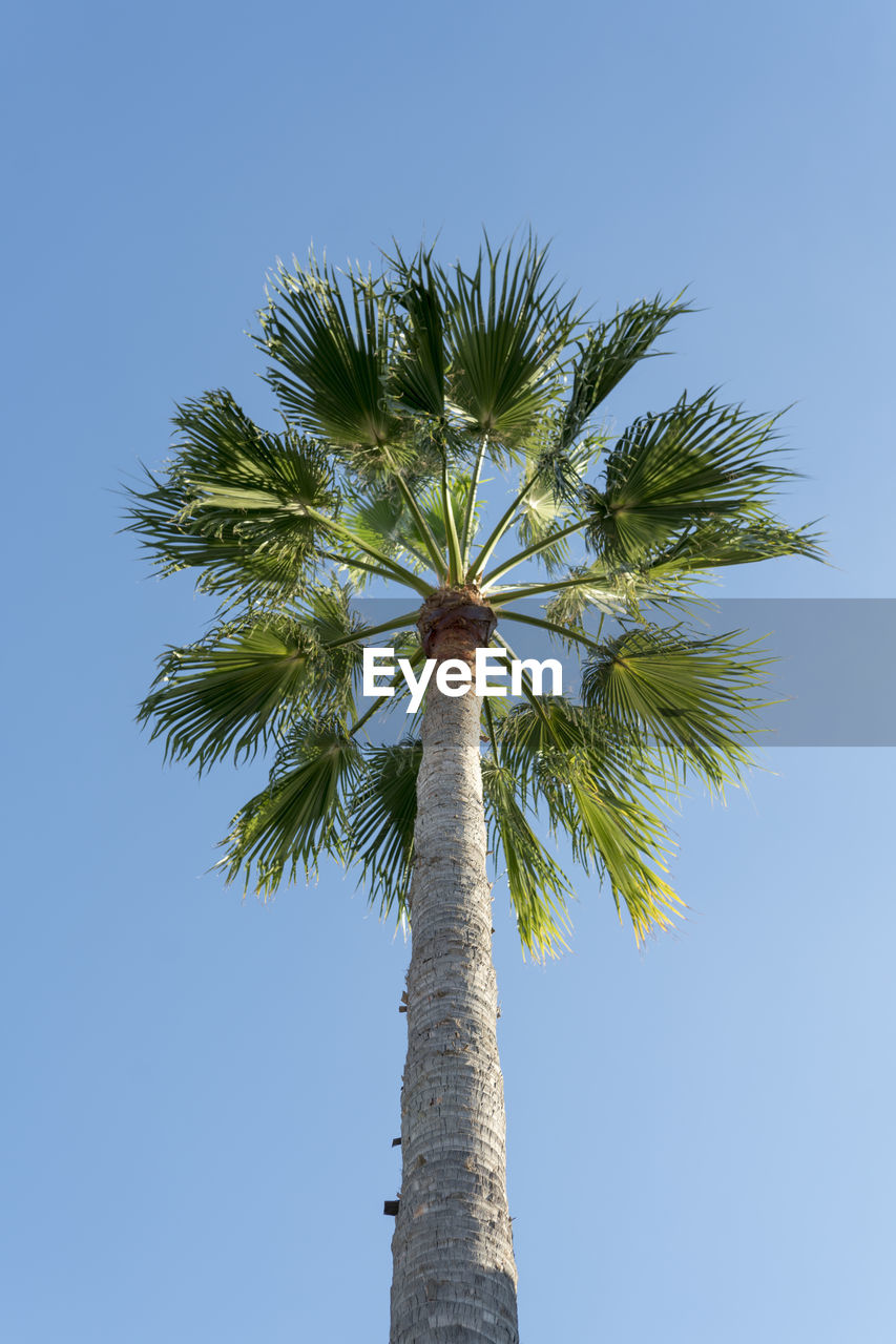 LOW ANGLE VIEW OF PALM TREE AGAINST BLUE SKY