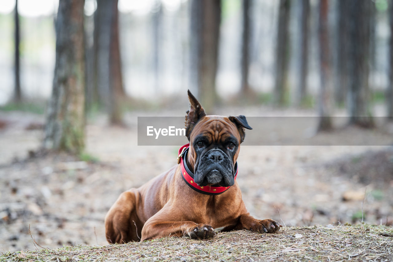 Boxer dog lies in the forest front view