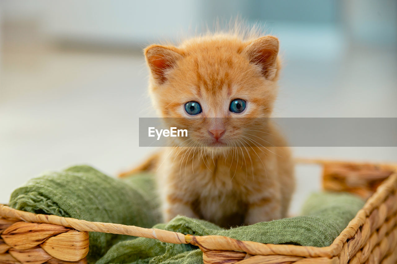 cat, mammal, animal, animal themes, pet, domestic animals, basket, domestic cat, one animal, kitten, feline, cute, young animal, portrait, looking at camera, wicker, small to medium-sized cats, no people, whiskers, container, felidae, indoors, animal hair, close-up, picnic basket, sitting