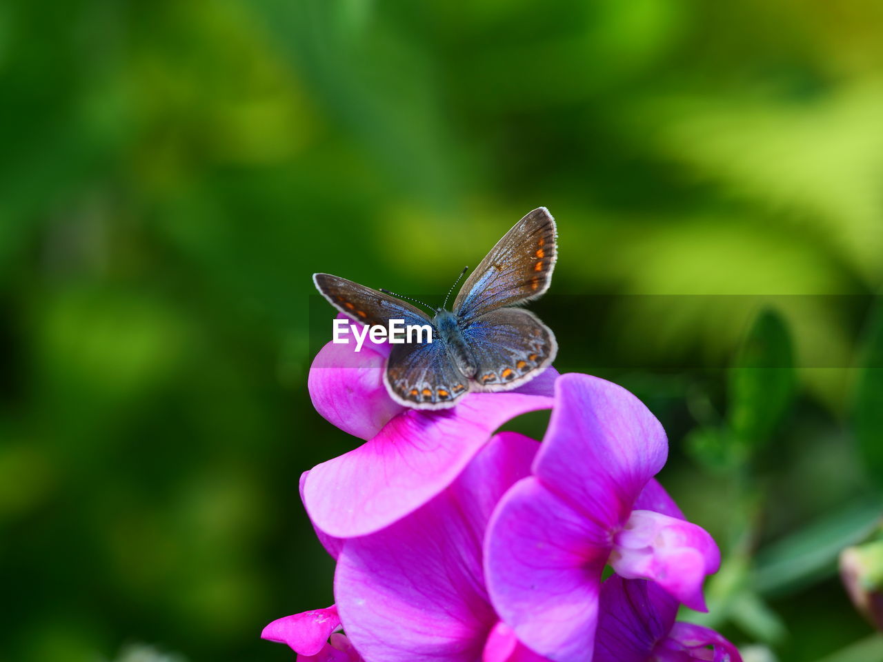 CLOSE-UP OF BUTTERFLY POLLINATING ON FLOWER