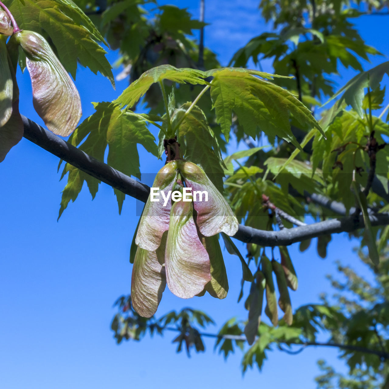 LOW ANGLE VIEW OF FLOWERING PLANT AGAINST TREE