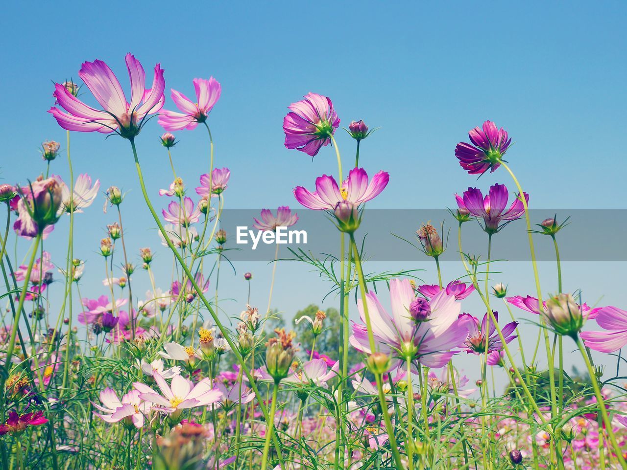 Close-up of pink cosmos blooming on field against clear sky