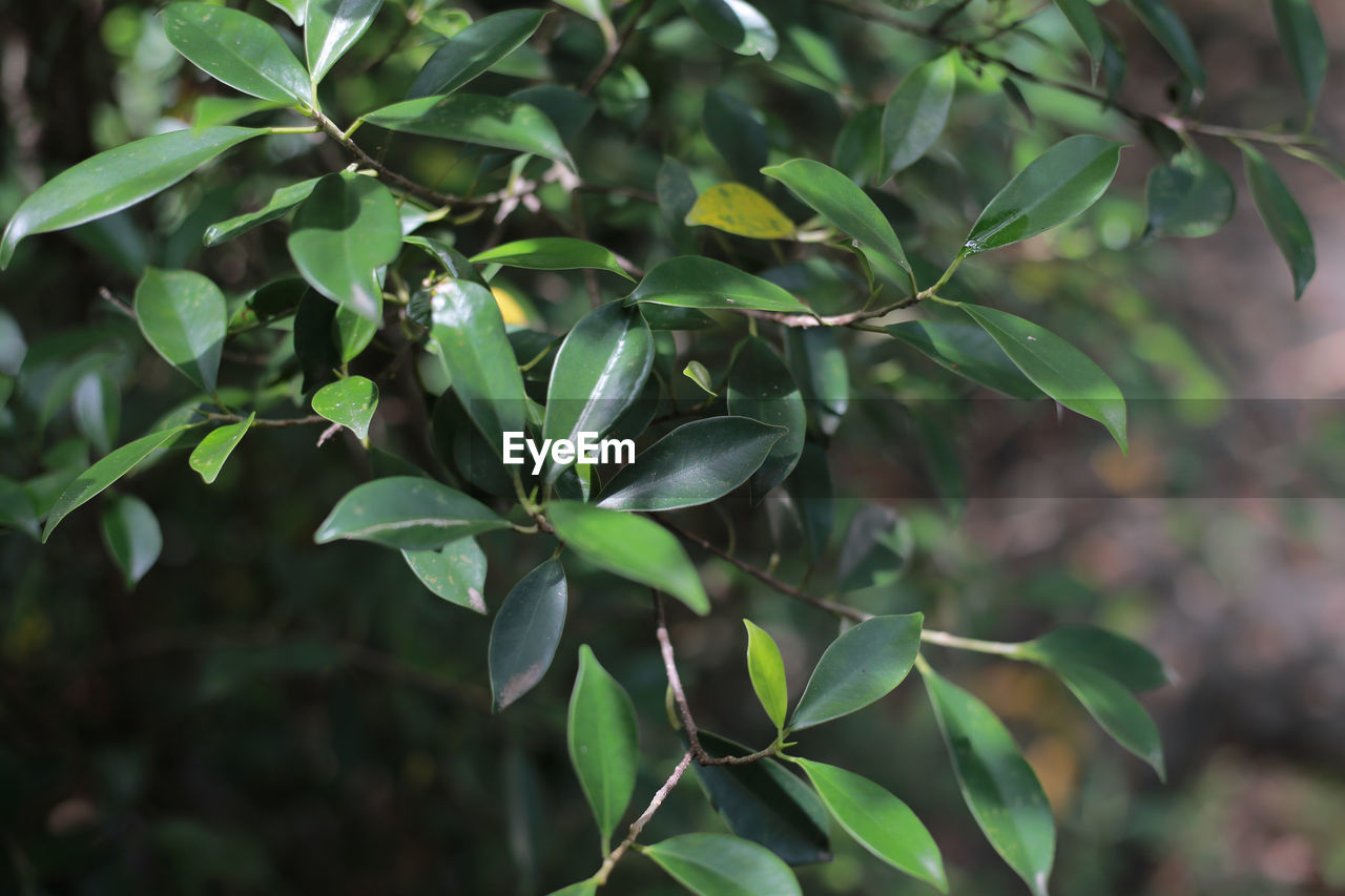 Close-up of fresh green leaves