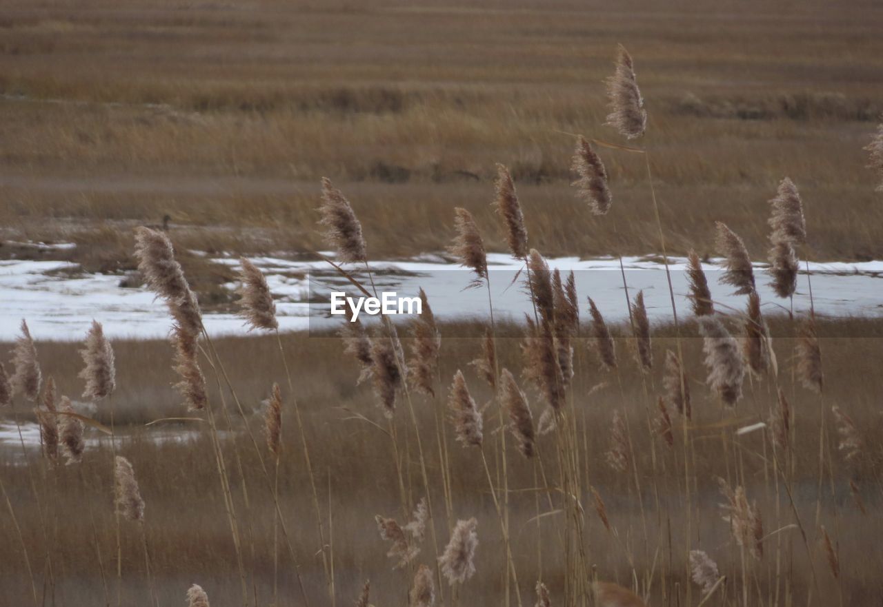 PLANTS GROWING ON FIELD