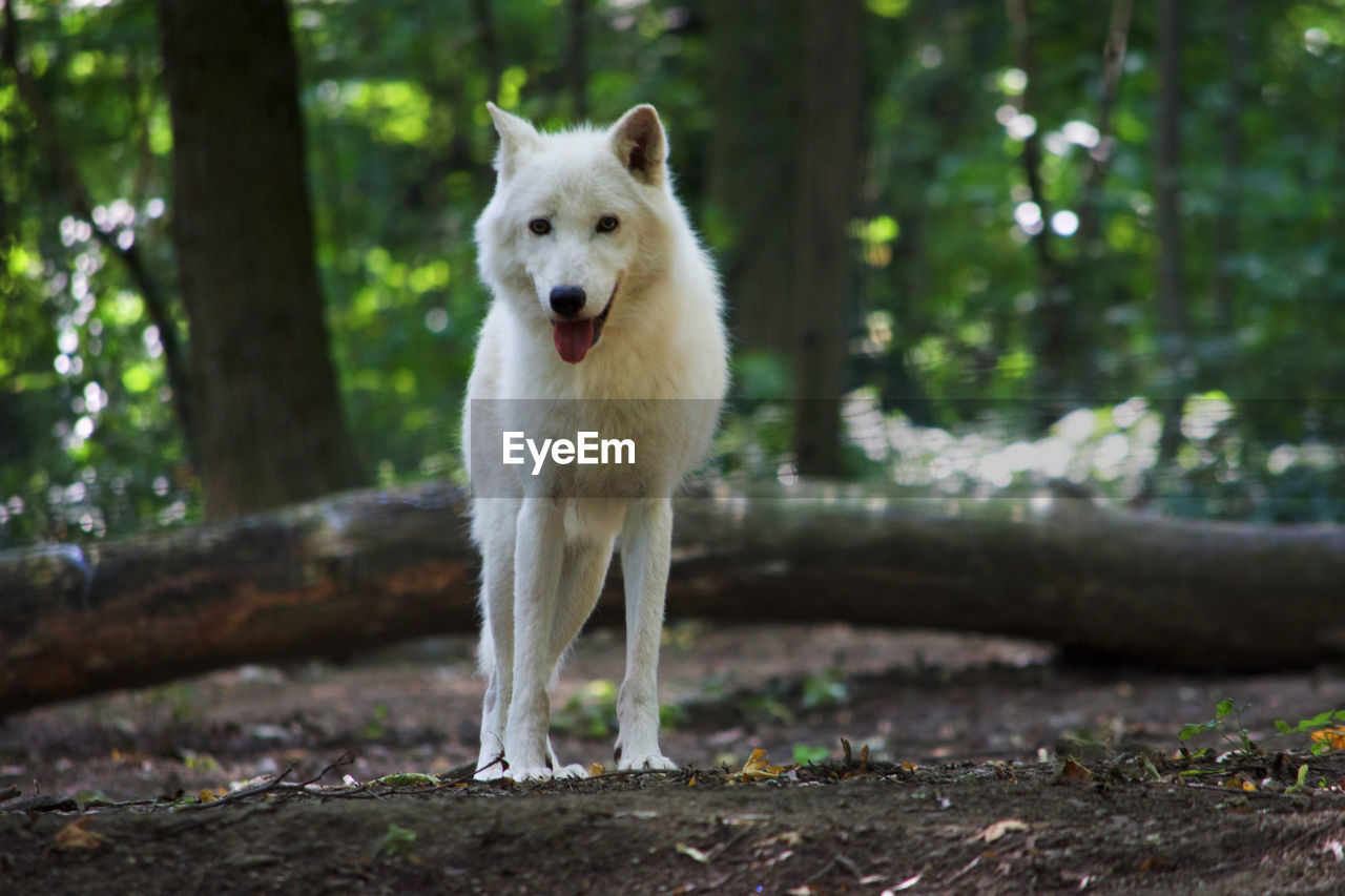 Portrait of arctic wolf standing in forest