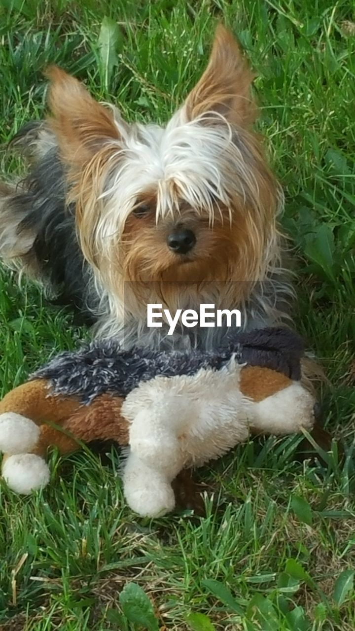 HIGH ANGLE VIEW OF DOG ON GRASSY FIELD