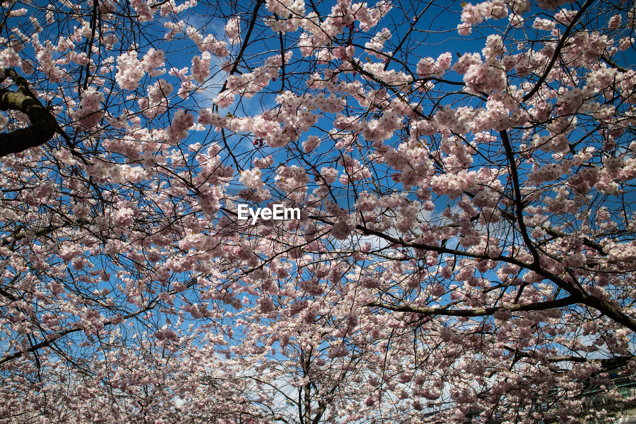 Low angle view of cherry blossoms in spring