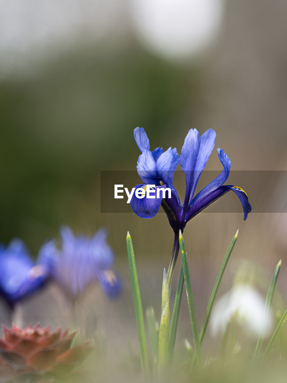 Close-up of purple iris flower