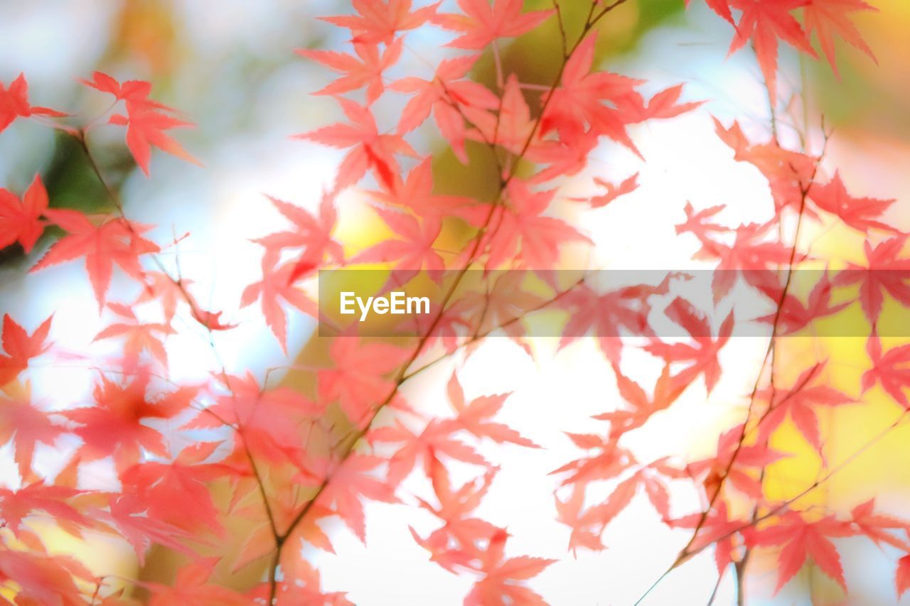 LOW ANGLE VIEW OF LEAVES ON TREE