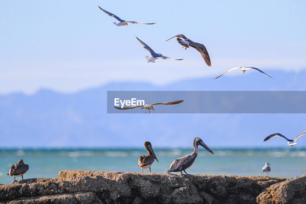 Seagulls flying over sea against sky, seagull perching on rock by sea against sky,  beach, pelican