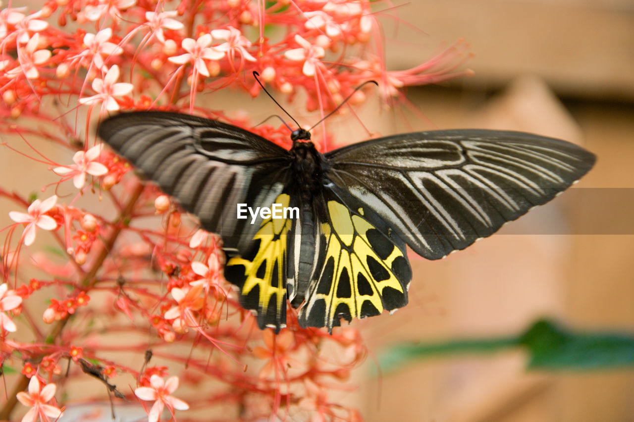 Close-up of butterfly pollinating on orange flowers