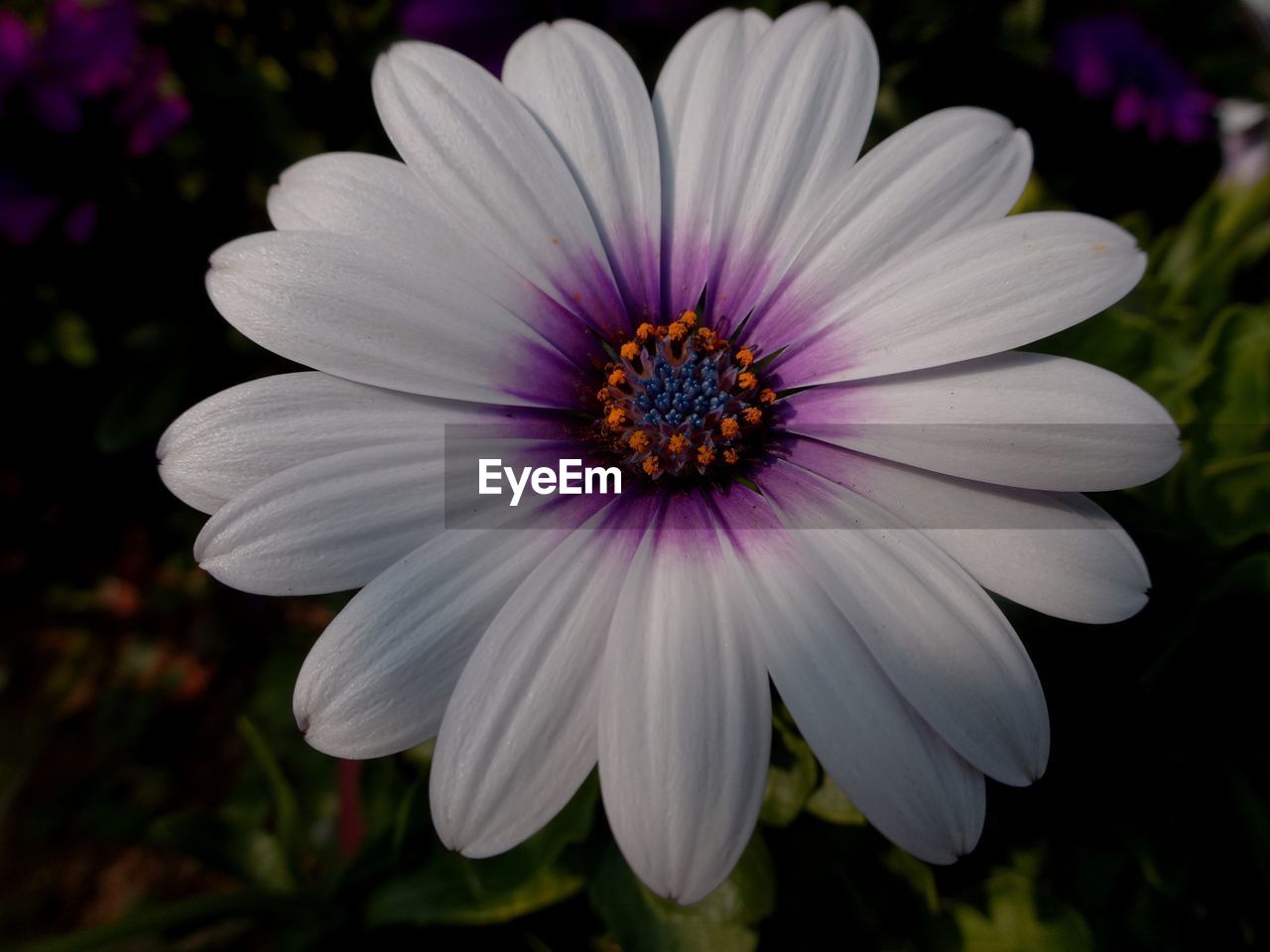 CLOSE-UP OF PURPLE DAISY FLOWER