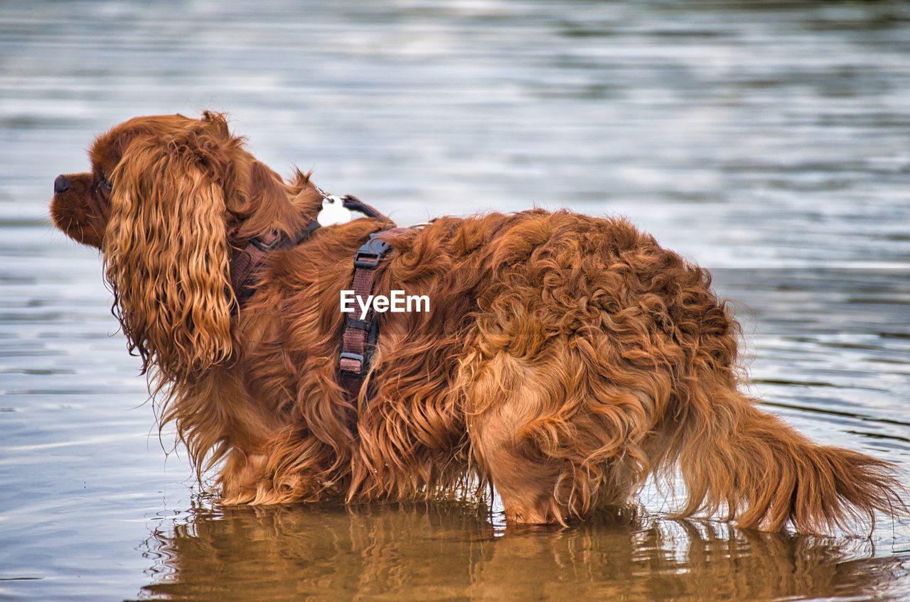 Dog standing in a lake