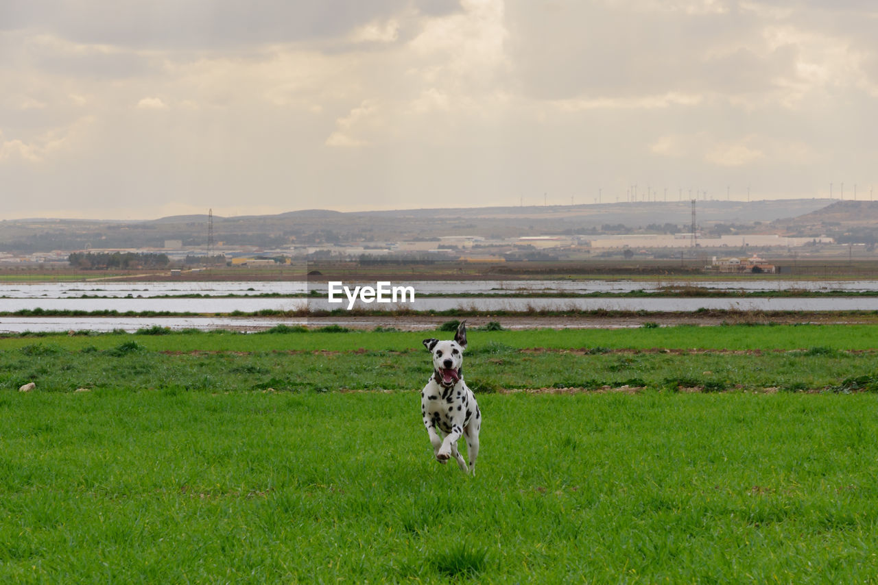 Dalmatian dog posing and playing in the field