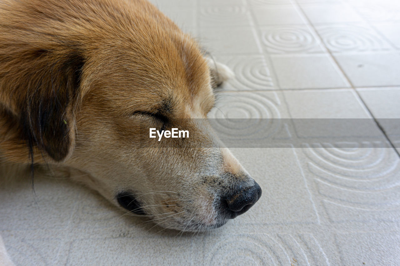 Close-up of a dog resting