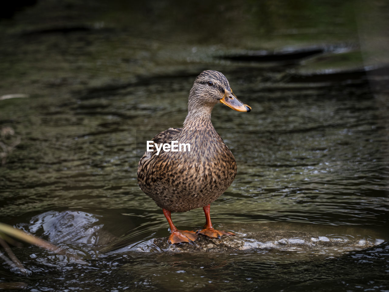 Close-up of duck in lake