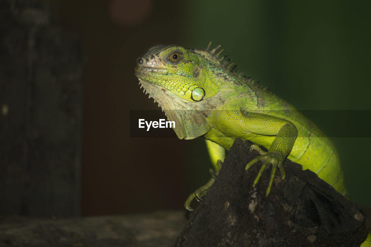 CLOSE-UP OF LIZARD ON GREEN LEAF