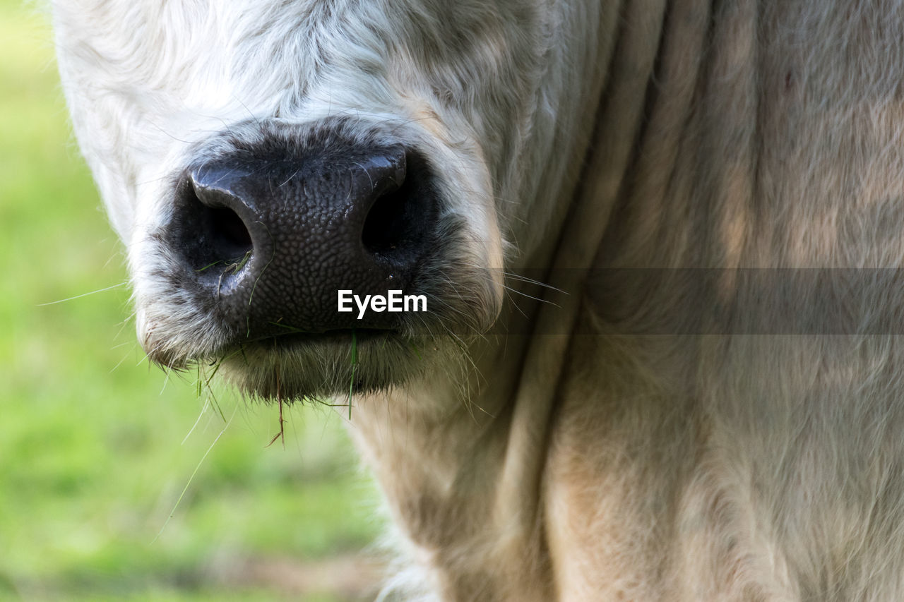 Close-up of cow snout