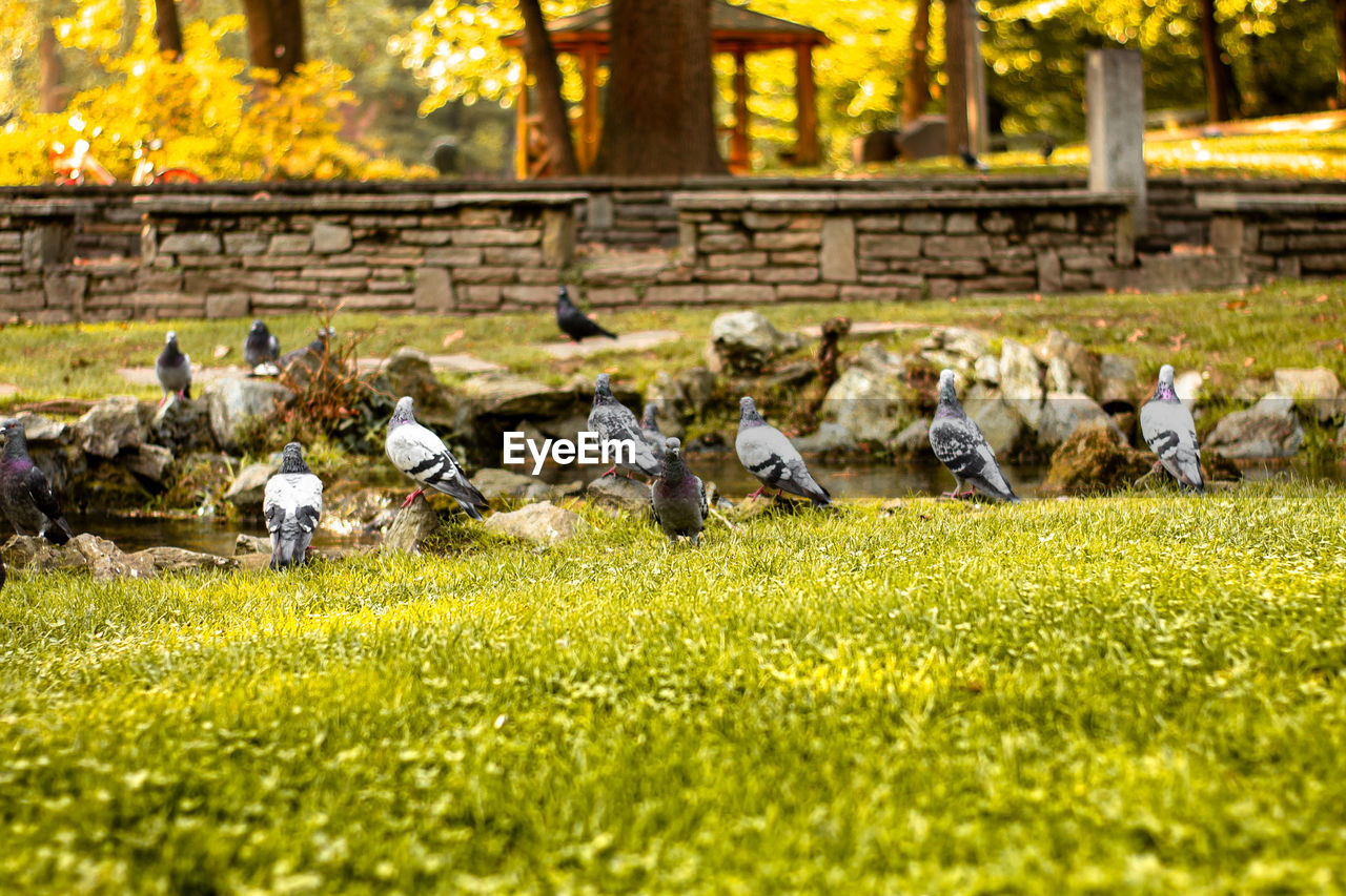 FLOCK OF BIRDS ON A FIELD