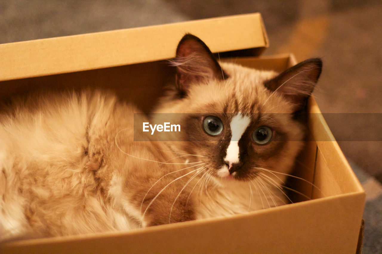 PORTRAIT OF A CAT IN A BOX