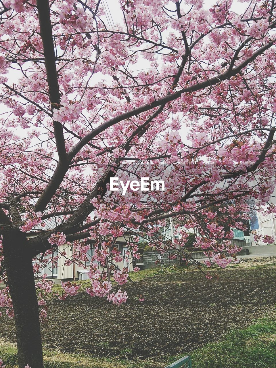 Close-up of cherry blossom growing on tree