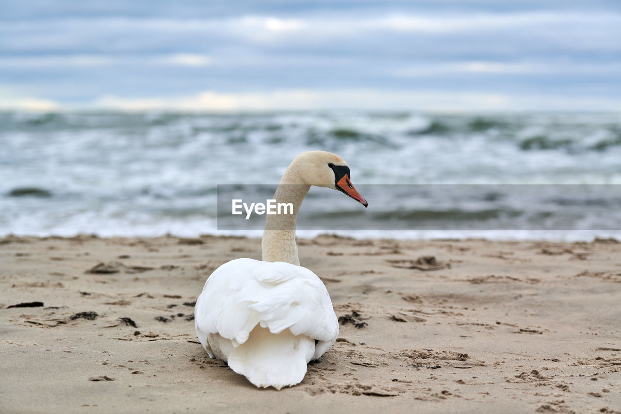 White mute swan sitting and resting on sandy beach hear blue baltic sea. winter seascape.