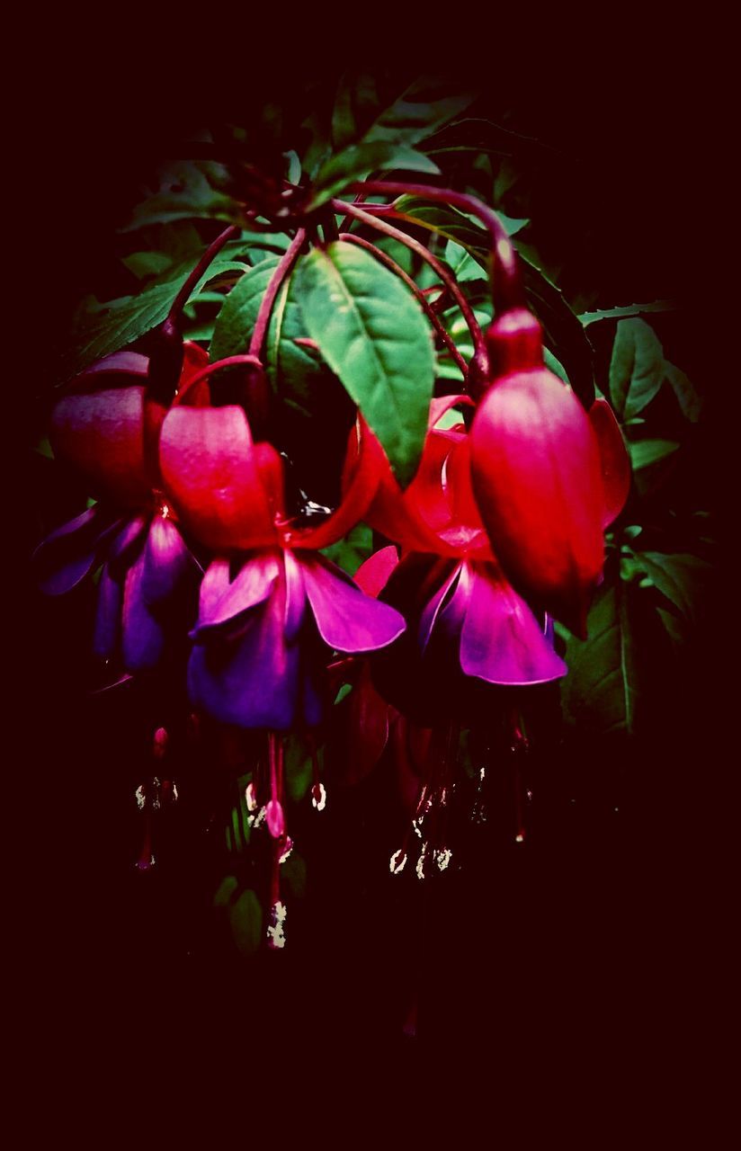 Close-up of pink flowers