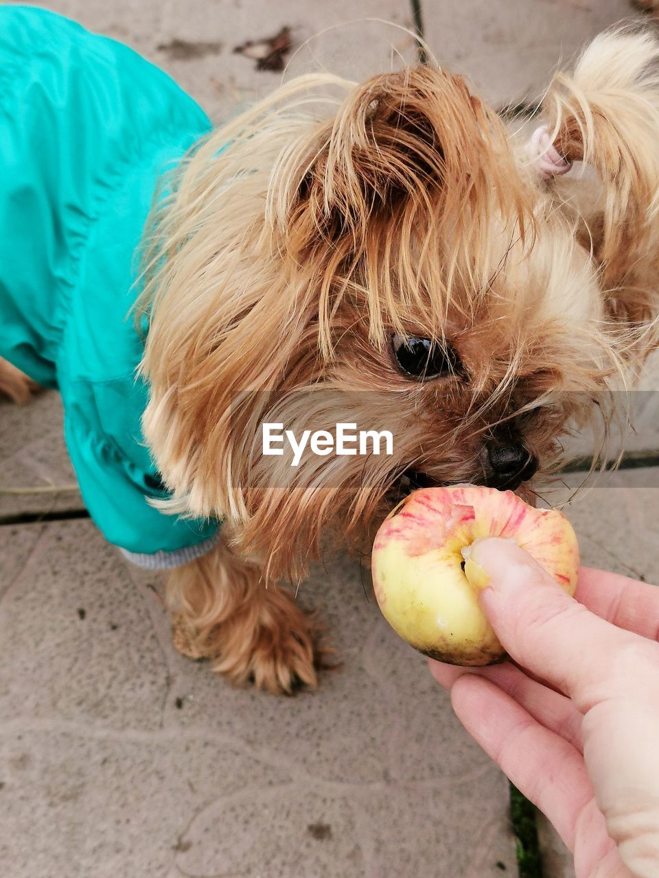 CLOSE-UP OF HAND HOLDING SMALL DOG WITH STUFFED TOY