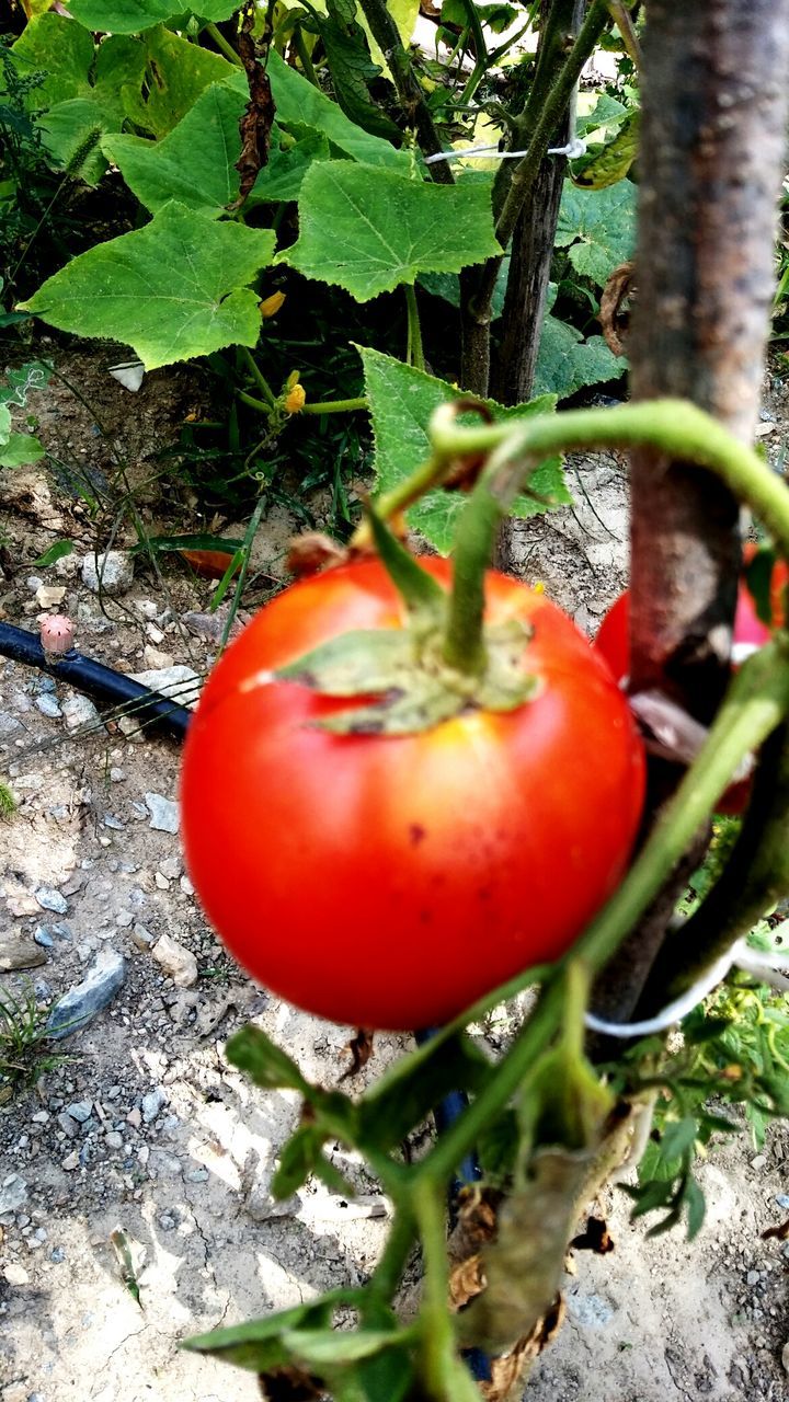 CLOSE-UP OF RED FRUIT GROWING ON TREE