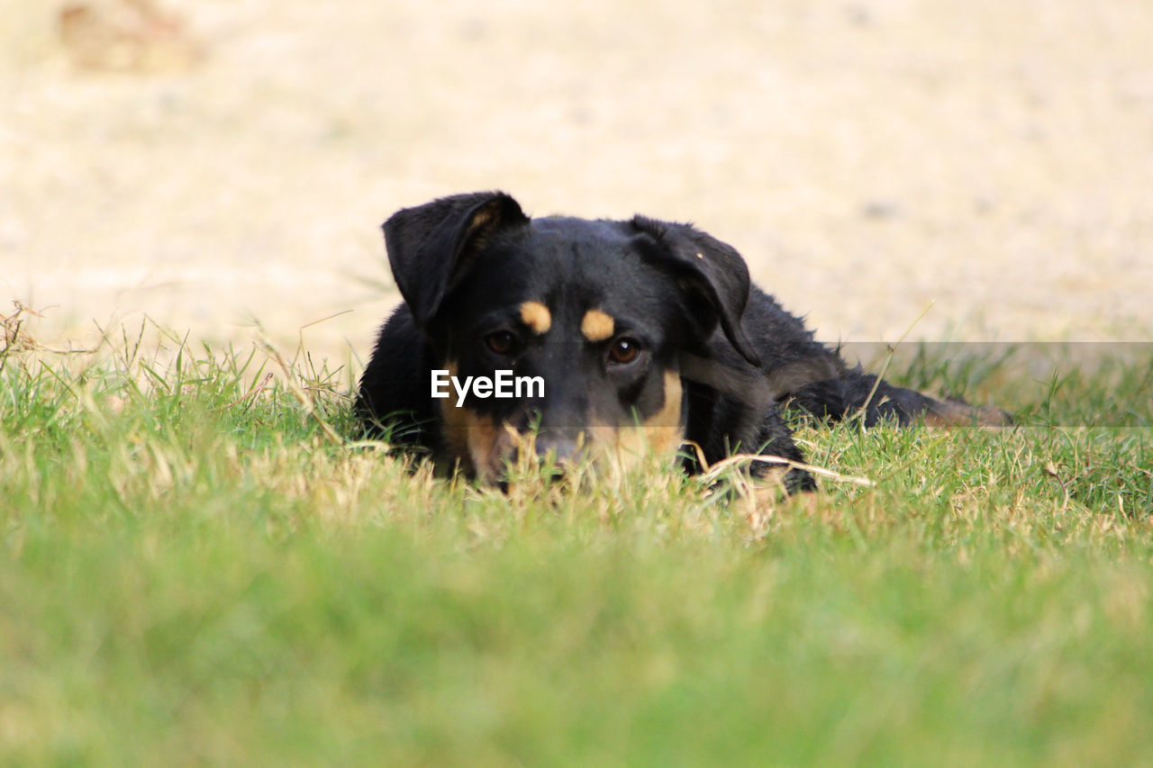 Portrait of labrador retriever resting on grassy field