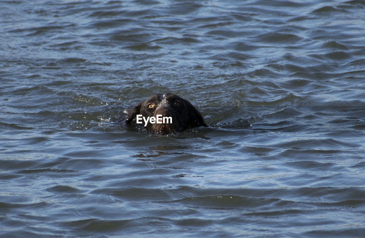Portrait of dog swimming in water