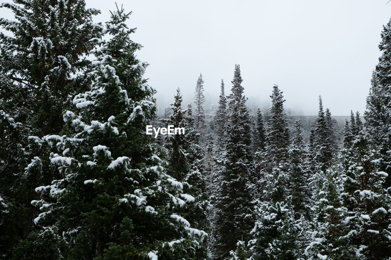 Pine trees in forest during winter against sky