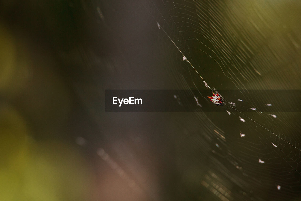 CLOSE-UP OF SPIDER IN WEB