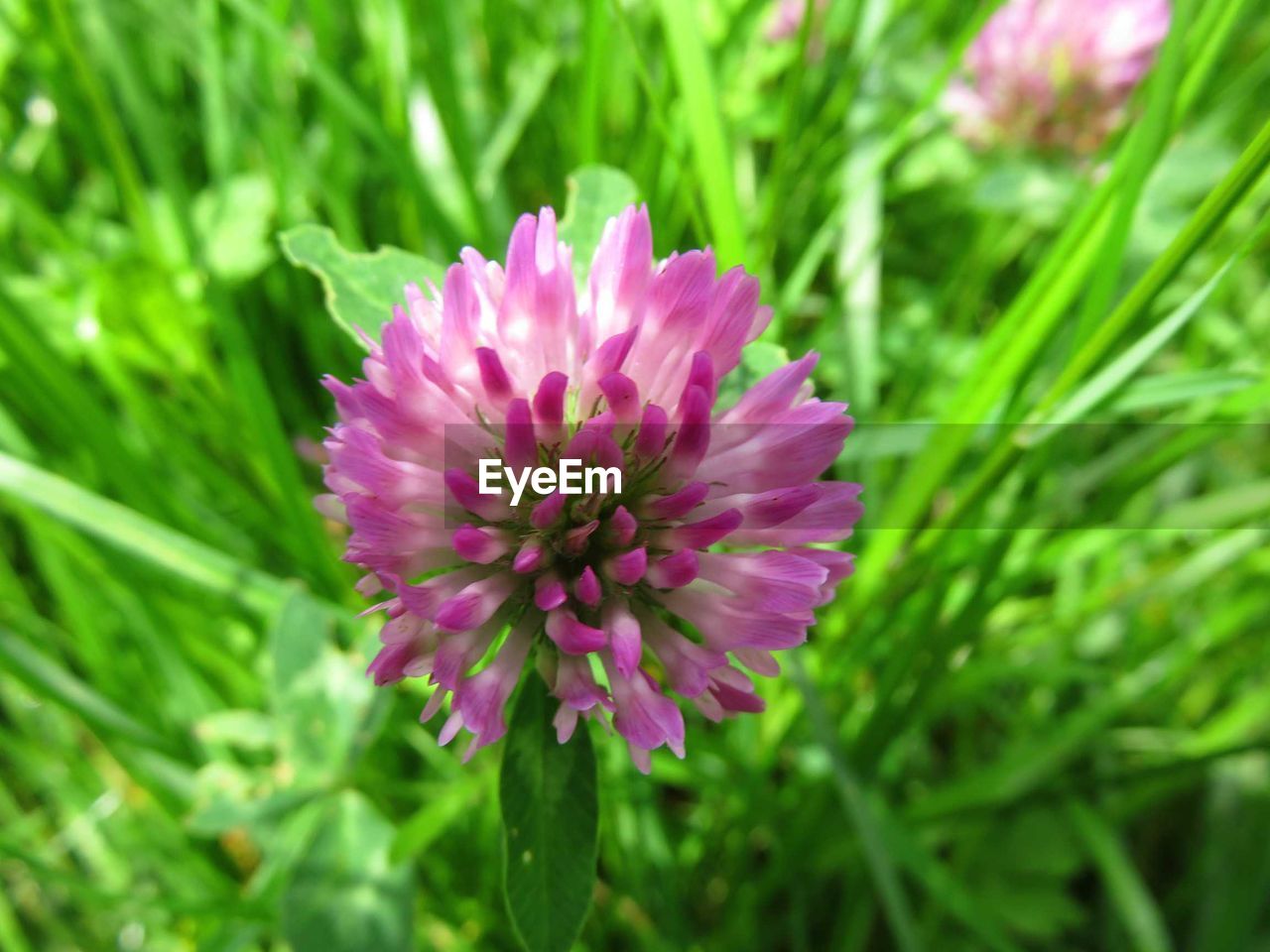 CLOSE-UP OF PINK FLOWERS BLOOMING