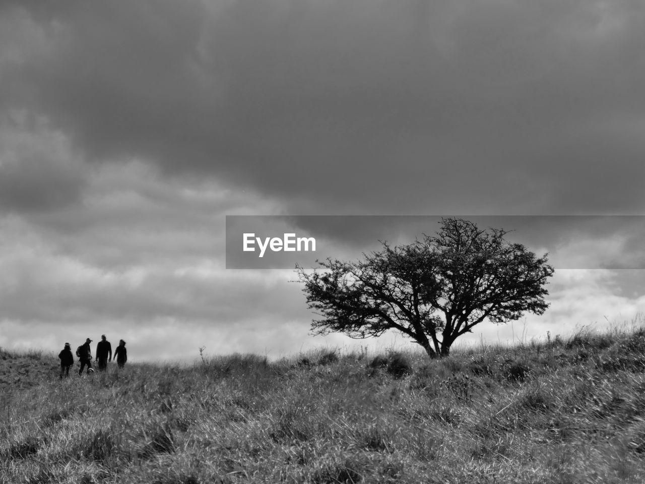 plant, black and white, sky, cloud, monochrome, monochrome photography, nature, landscape, environment, tree, land, grass, field, rural area, horizon, beauty in nature, hill, animal, outdoors, scenics - nature, animal themes, mammal, non-urban scene, day, animal wildlife, tranquility, rural scene, walking, plain, overcast, adult, tranquil scene