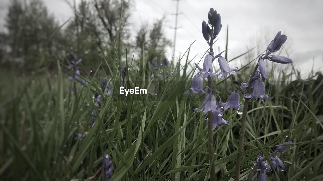 Close-up of purple crocus flowers on field