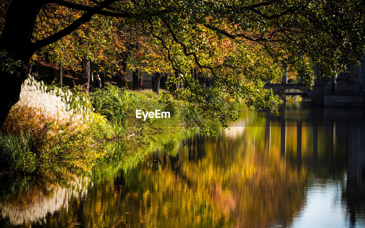 Scenic view of lake by trees during autumn