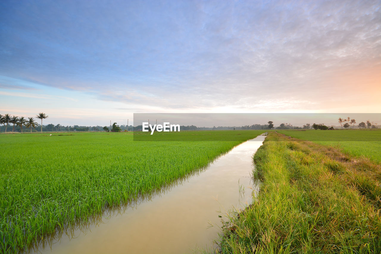 Scenic view of rice paddy against cloudy sky during sunrise