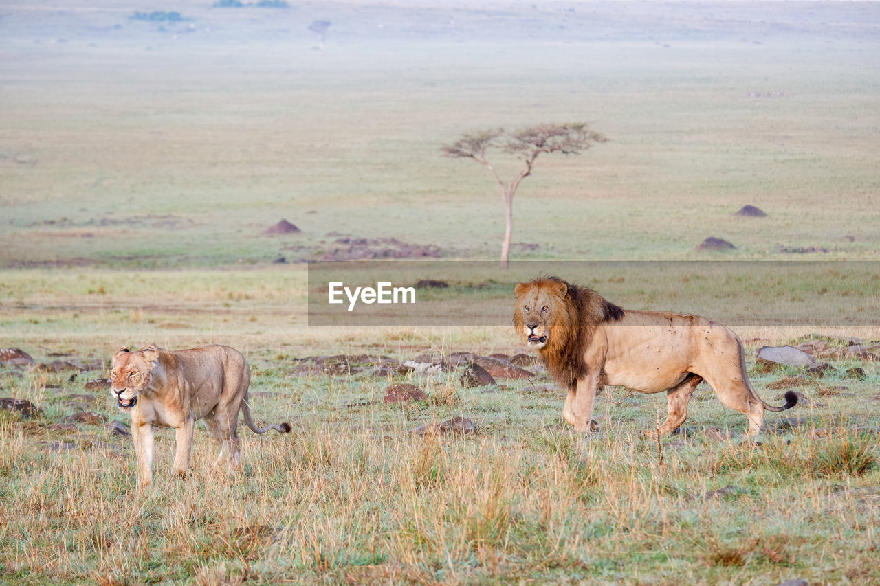Male and female lions walk across grasslands in the maasai mara, kenya