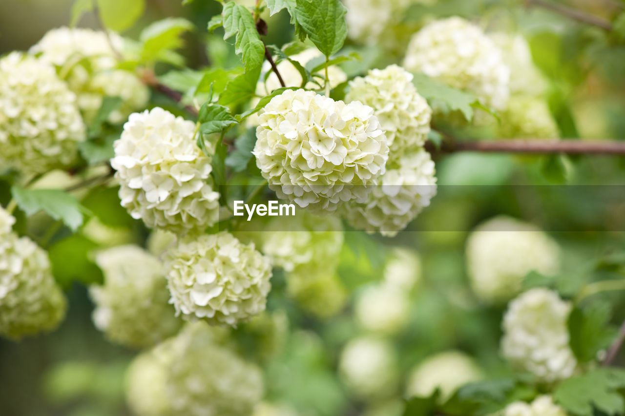 CLOSE-UP OF FLOWER BLOOMING OUTDOORS