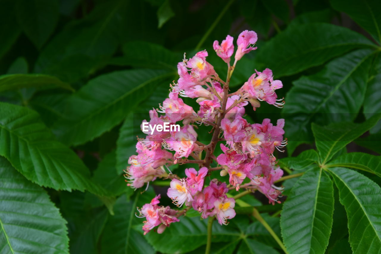 Close-up of pink flowering plant