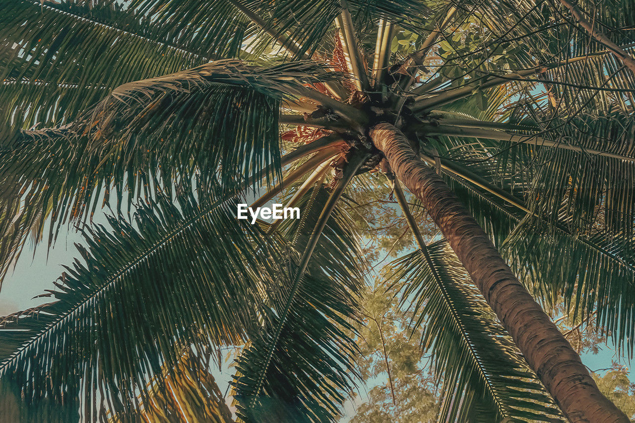 tree, palm tree, tropical climate, plant, palm leaf, growth, leaf, low angle view, nature, beauty in nature, borassus flabellifer, sky, tree trunk, trunk, no people, tranquility, tropical tree, coconut palm tree, day, outdoors, plant part, green, date palm, land, branch, tropics, scenics - nature, idyllic, backgrounds, directly below