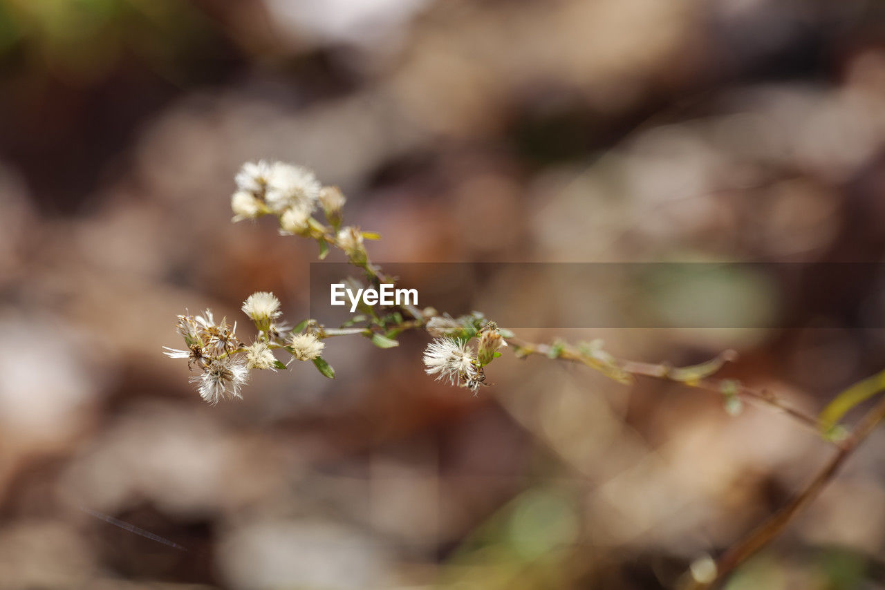 plant, nature, flower, beauty in nature, close-up, branch, flowering plant, leaf, freshness, growth, macro photography, tree, blossom, no people, selective focus, focus on foreground, outdoors, fragility, day, food and drink, springtime, spring, environment, food, sunlight, land, plant part, botany, twig, plant stem, produce, autumn, landscape