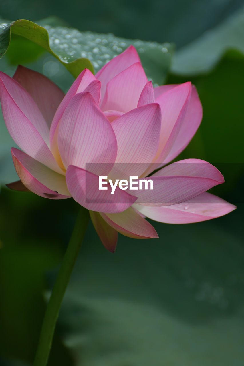 flower, flowering plant, plant, aquatic plant, pink, freshness, beauty in nature, water lily, petal, close-up, proteales, fragility, lotus water lily, pond, flower head, inflorescence, nature, leaf, plant part, lily, water, macro photography, no people, growth, focus on foreground, outdoors, springtime, green, plant stem, blossom