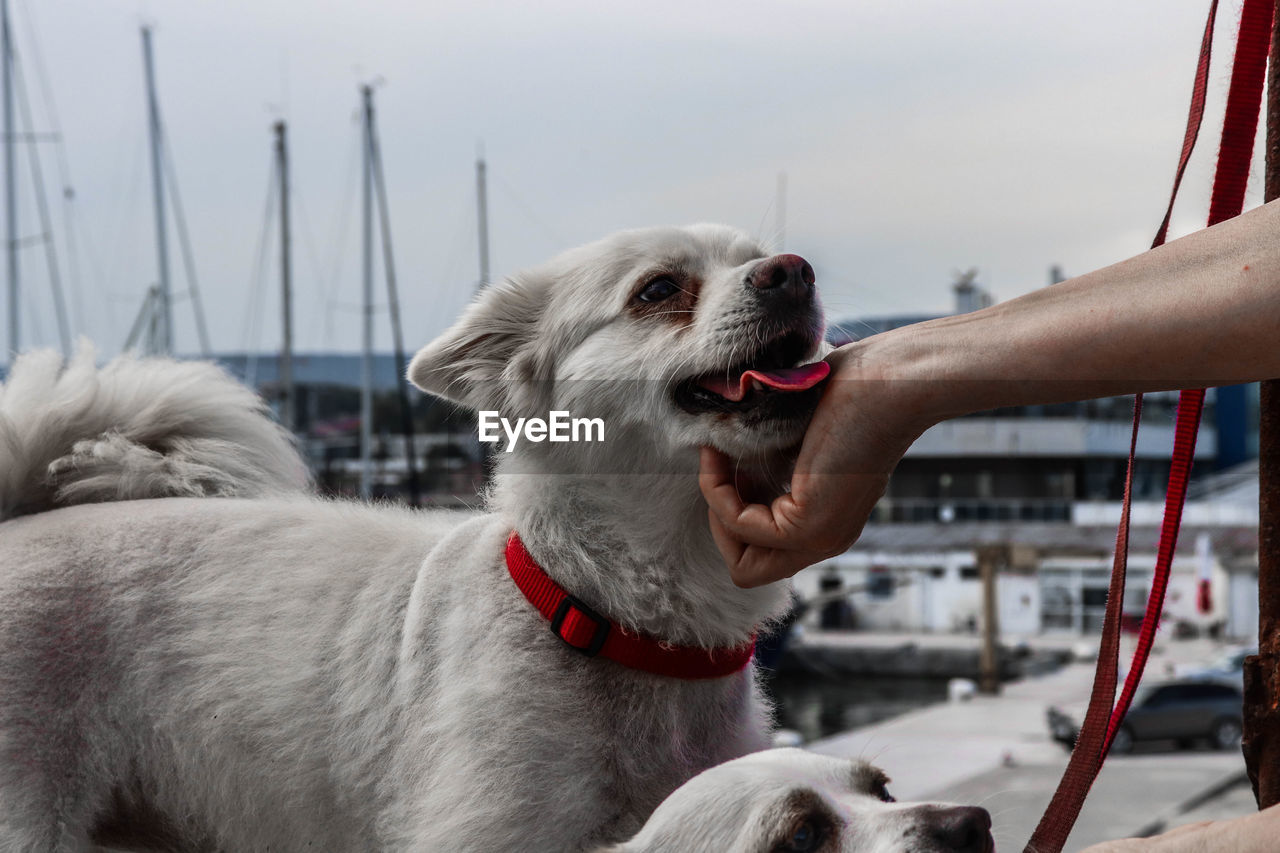 CLOSE-UP OF HAND HOLDING DOG AGAINST BOAT