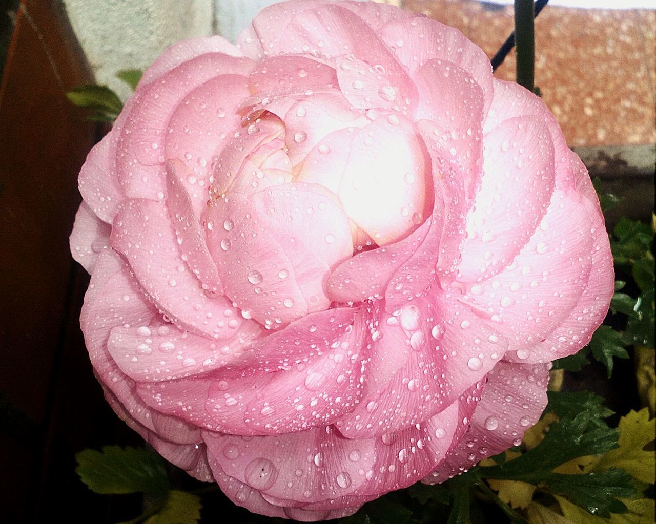High angle view of fresh pink rose with water drops