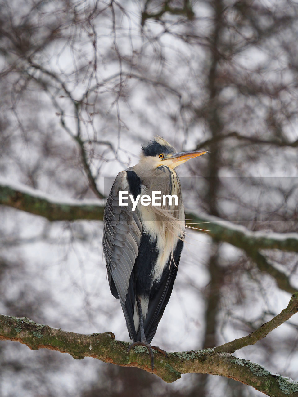 Close-up of bird perching on branch