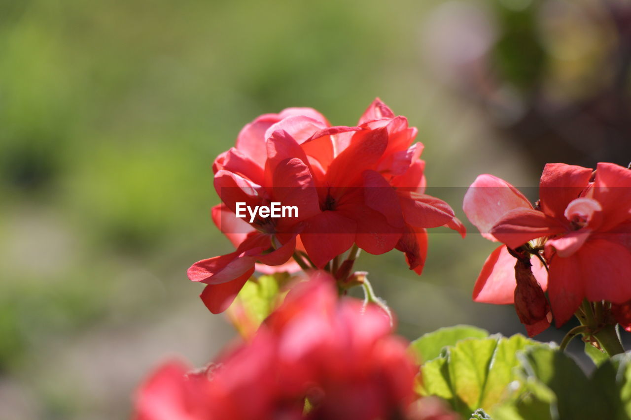 CLOSE-UP OF RED FLOWERS BLOOMING